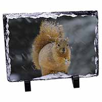 Red Squirrel in Snow, Stunning Photo Slate