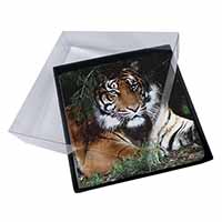 4x Bengal Tiger in Sunshade Picture Table Coasters Set in Gift Box