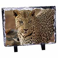 Leopard, Stunning Photo Slate