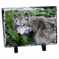 Grey Wolf, Stunning Photo Slate