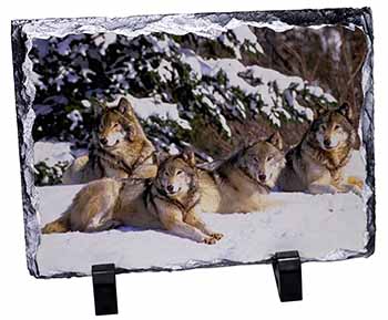 Wolves in Snow, Stunning Photo Slate