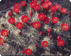 Click image to see all products with these Red Cactus Flowers.