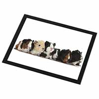 Baby Guinea Pigs Black Rim High Quality Glass Placemat
