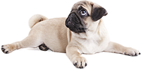 Pug