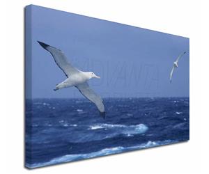 Click image to see all products with these Albatross