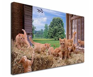 Click to see all products with these Ginger kittens.