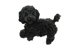 Living Stone Black Miniature Poodle Dog Figurine Ornament Gift E03938