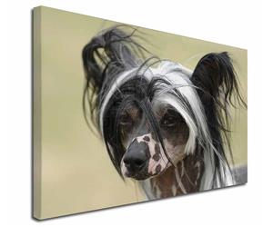 Click to see all products with this Chinese Crested