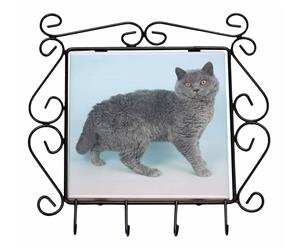 Click to see all products with this Selkirk Rex cat.