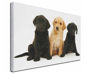 Click image to see all products with these Black and Yellow Labrador Puppies.