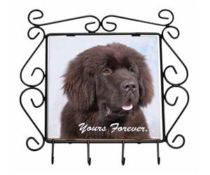 Click image to see all products with this Newfoundland.

"Forever Yours..."