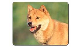 Click to see all products with this Shiba Inu.