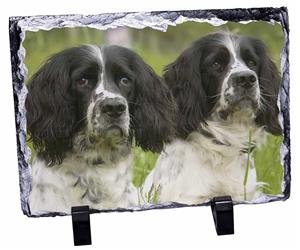 Click image to see all products with these Black and White Spinger Spaniels.