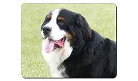 Click to see all products with this Bernese Mountain Dog