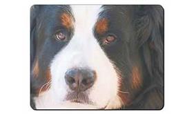 Click to see all products with this Bernese Mountain Dog Print