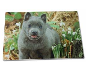 Click to see all products with this Belgian Schipperke Puppy.