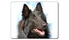 Click to see all products with this Blck Belgian Shepherd.