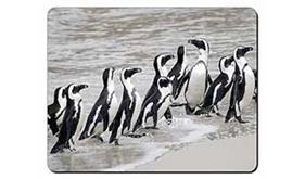 Click image to see all Penguin images.