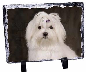Click image to see all products with this Maltese.