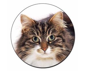 Click to see all products with this Tabby-Tortoiseshell cat.
