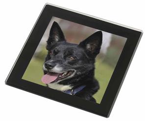 Click to see all products with this Border Collie