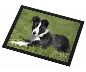 Click to see all products with this Border Collie Puppy