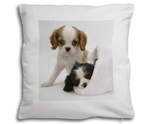 CLick image to see all products with these Cavalier King Charles Spaniel Puppies.