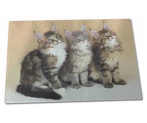 Click Image to See All the Different Maine Coon Cats and Kittens in this Section