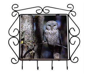 Click image to see all Owl images.