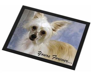 Chinese Crested Powder Puff Dog