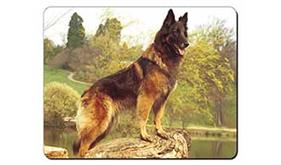 Tervueren Belgian Shepherd Dog