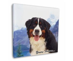 Bernese Mountain Dog