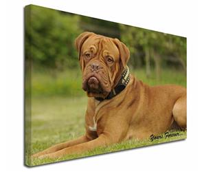 Dogue De Bordeaux "Yours Forever..."