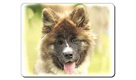 Akita Dog