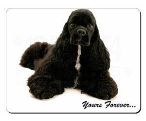 American Cocker Spaniel Sentiment