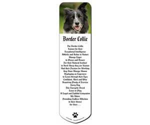 Border Collie Dog