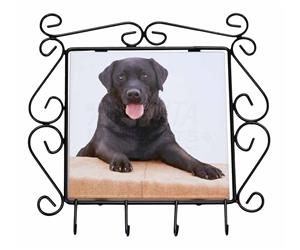 Black Labrador Dog