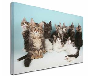 Click Image to See All the Norwegian Forest Cats and Kittens in this Section
