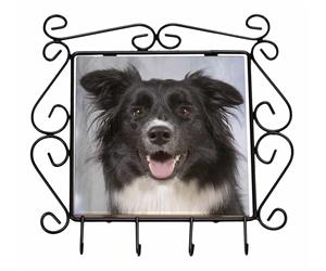 Border Collie Dog