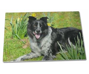 Border Collie Dog