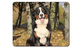 Bernese Mountain Dog