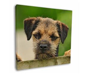 Border Terrier Puppy Dog