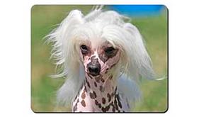 Chinese Crested Dog