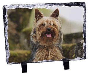 Yorkshire Terrier Dog