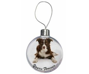 Liver and White Border Collie "Yours Forever..."