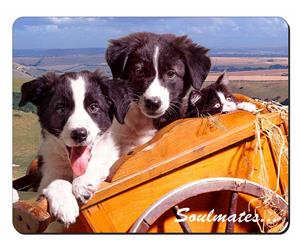 Border Collie Puppies 