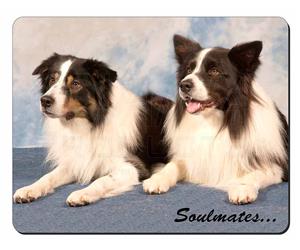 Border Collie Dogs 