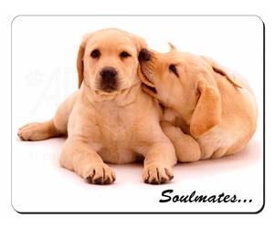 Yellow Labrador Dogs 