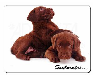 Chocolate Labrador Dogs 