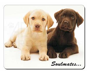 Yellow+Chocolate Labrador Puppies 